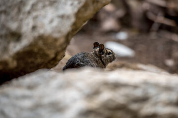 Ein Degu zwischen den Felsen