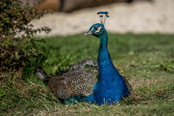 Nahaufnahme von einem blauen Pfau