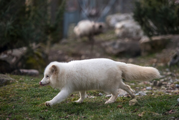 Ein Eisfuchs im Sommer