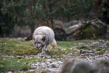 Fototapeta premium Ein Eisfuchs im Sommer