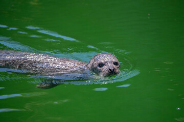 Seehund schwimmt im Wasser