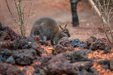 Bennett-Wallaby im Zoo