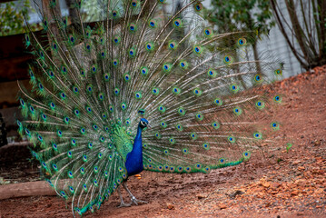 Obraz premium Ein Blau-Pfau zeigt seine Federrad
