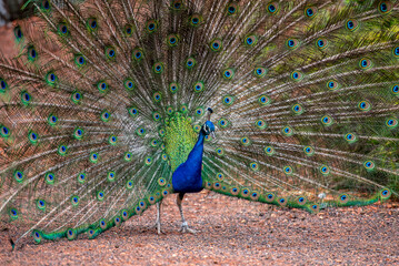 Obraz premium Ein Blau-Pfau zeigt seine Federrad