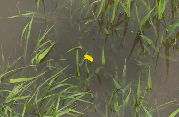 Obraz premium Dandelion among the grass floating in the water. Banner