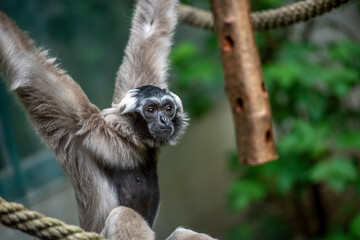 Kappengibbon im Zoo