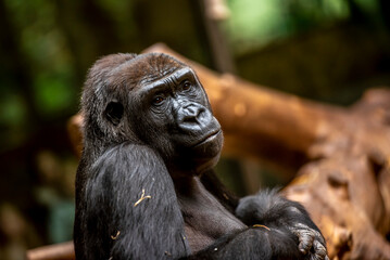 Nachdenklicher Gorilla im Zoo