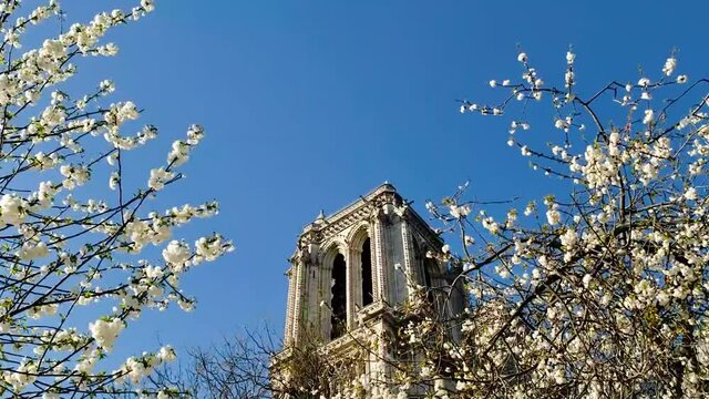 Notre Dame Cathedral in Paris view from below with spring blooming trees at sunny day