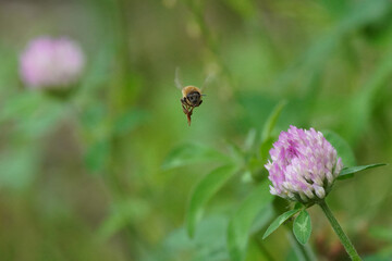 bee on flower