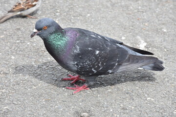 dove