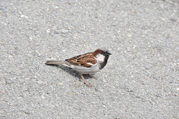 sparrow
