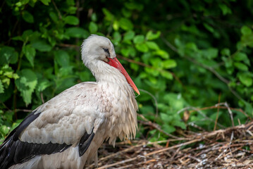 Nahaufnahme von einem Storch in seinem Nest
