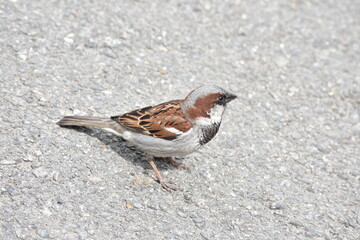sparrow