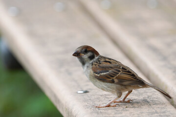 wild sparrow