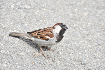 sparrow