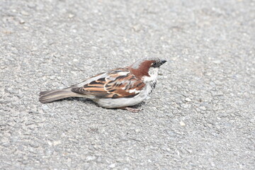 sparrow
