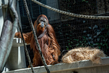 Orang-Utan im Tierpark © Beat