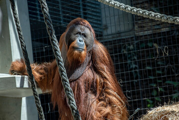 Orang-Utan im Tierpark