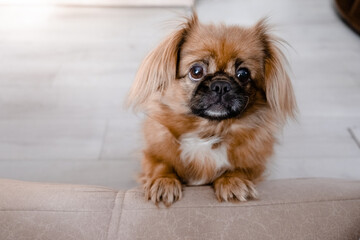 Little cute ginger pekingese looking at the camera. Top horizontal vie copyspace pets and taking...