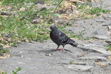 dove