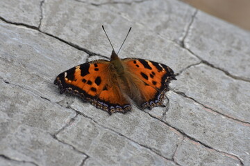 butterfly