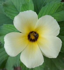 Fototapeta na wymiar A honeybee sucking honey in a yellow flower