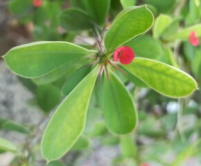 A beautiful tiny red flower in the garden in the morning