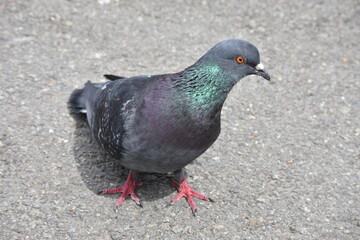 dove