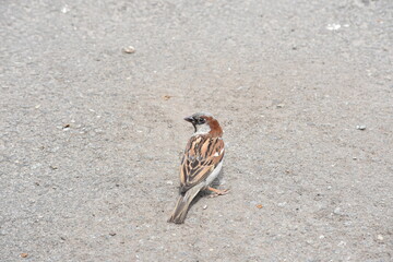sparrow