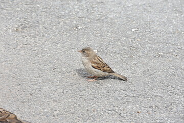 sparrow
