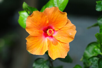 A Fresh Wet Orange Hibiscus