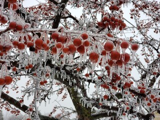 ice-covered red tree berries
