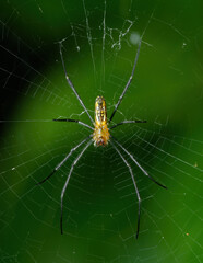 Macro Photo of Orange Spider on The Web Isolated on Green Background