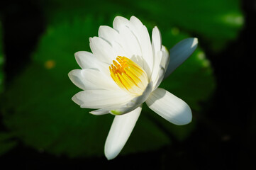 A Blooming White Water Lily