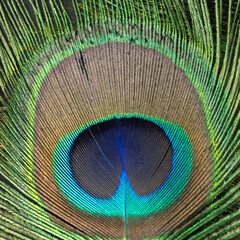 Obraz premium peacock feather closeup