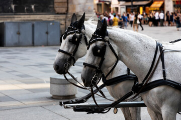 Obraz premium Horses for tourists. Two white horses in the center of Vienna close-up.