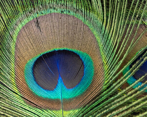 Obraz premium peacock feather closeup