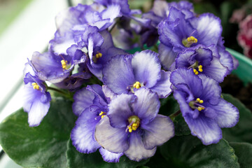 Obraz premium Lilac-white African violet flowers (Saintpaulia) closeup.Home floriculture,indoor plants.Selective focus with shallow depth of field