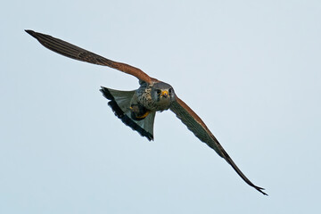 Common kestrel (Falco tinnunculus)