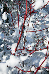 red dogwood branches on a snowy day
