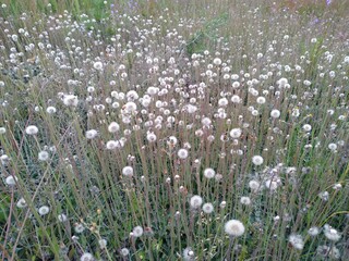 a field of fluffy white dandelions. summer flowers. nature.