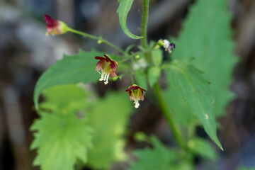 The bicolored red to white flowers of desert figwort (Scrophularia desertorum)