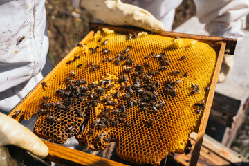 Beekeepers working to collect honey. Organic beekeeping concept.
