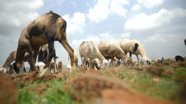 Flock of Sheep grazing on green grass under a perfect blue sky with fluffy clouds in the Indian Grassland afternoon