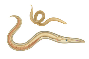 The structure of the roundworm. Ascaris