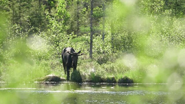 A bull moose pauses to look up as he drinks from a pond on a spring day in Minnesota near the Gunflint Trail.