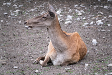 Red deer female resting on the ground.