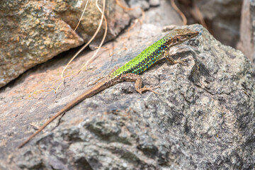 Green Lizard crawling on a stone cliff. The European green lizard Lacerta viridis