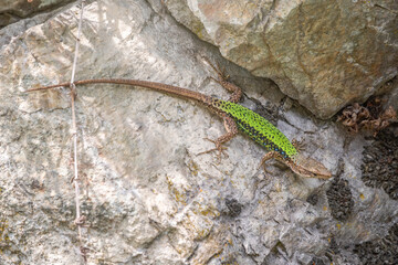 Green Lizard crawling on a stone cliff. The European green lizard Lacerta viridis