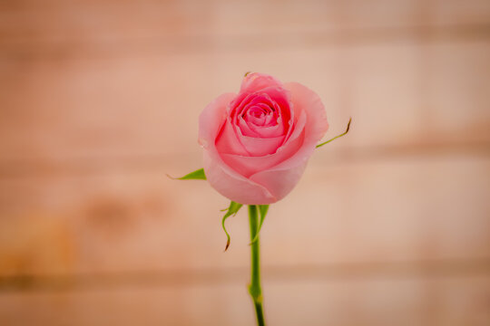 Close up macro of Luciano roses variety, studio shot.